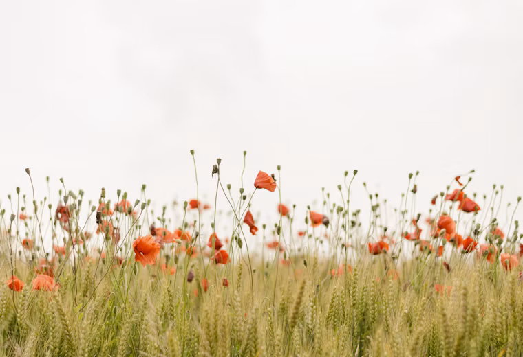 Field of orange flowers with a film grade applied